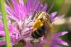 Halictus sp.